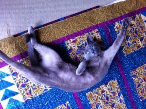 Coco the kitten