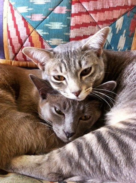 Coco and Ruby the quilting kittens