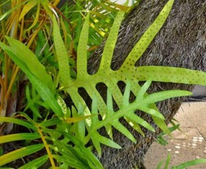 Tropical leaf pattern Tropical leaf pattern