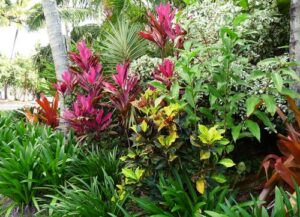 Typical tropical vegetation Typical tropical vegetation