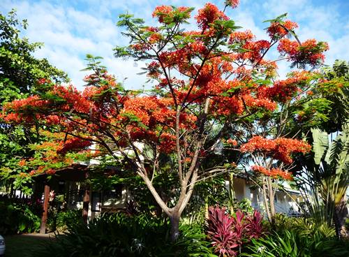 Tropical plants3