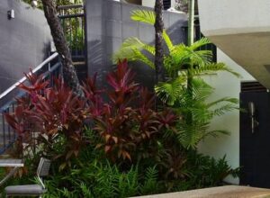 Tropical plants4 Tropical plants4