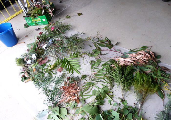 The collected botanical material